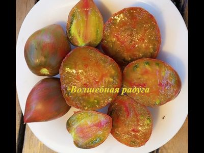 Томат Волшебная Радуга