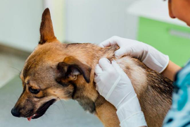 Дерматология