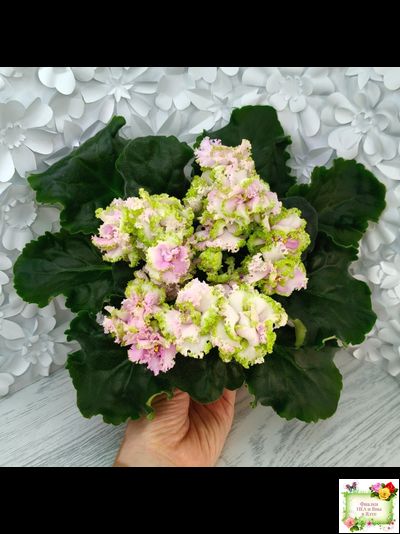 ЛЕ-Денди (Е. Лебецкая) 2011 г.