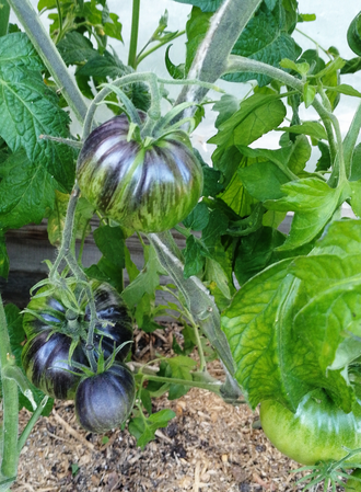 Семена томата Блаженство / *нов 2025