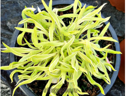 Пеларгония Ирида Золотая Паутинка