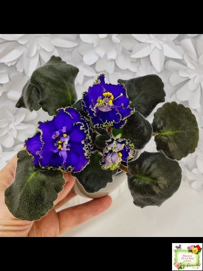 ЕК-Кудри Посейдона (Е.В. Коршунова) 2017 г. (лист посажен 01.11.25)