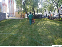 Рулонный газон Универсал