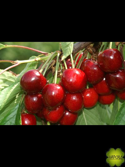 ЧЕРЕШНЯ "ТЮТЧЕВКА" (поздняя, СЛАДКАЯ) саженец 3 года