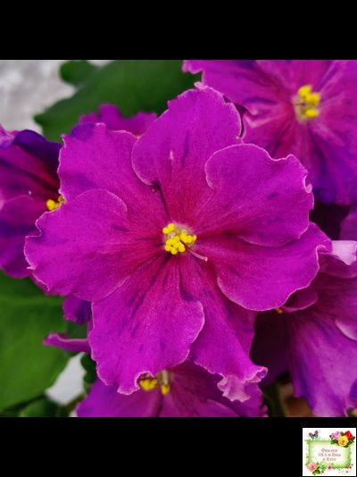 Dn-Cherchez la Femme (Д. Денисенко) 2020 г.