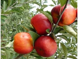 Аленушкино (яблоня)