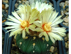 Astrophytum asterias f. Rio Grande City (семена)