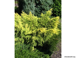 Можжевельник Кинг оф Спринг - King of Spring