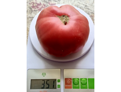 Томат Подземная железная дорога тётушки Лу (Aunt Lou’s Underground Railroad)