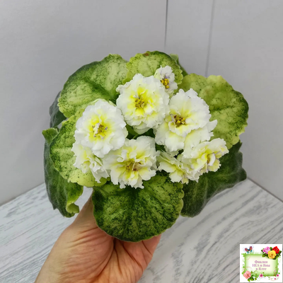 ЛЕ-Золото Нибелунгов Голд  (Е. Лебецкая) 2020 г. (лист укоренённый)