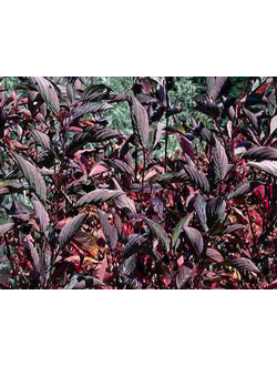 Дерен белый Kesselringii