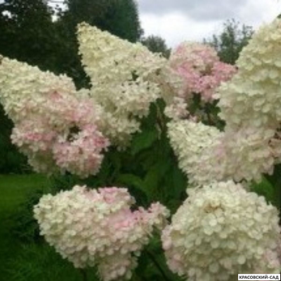 Гортензия Диамантино - Diamantino