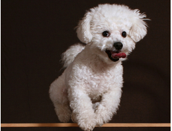 Купить греющую картину с фото бегущий щенок