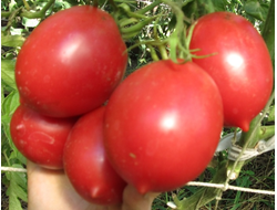 Томат Сызранская пипочка (условное)