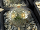 Mammillaria bocasana (D=35-40mm)