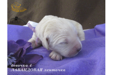 УЖЕ в НОВОМ ДОМЕ = Девочка ЛАВАНДОВАЯ ленточка, 5 дней. ДР 28.01.20. 