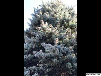 Ель Роял Блю фото хвои - красовский-сад.рф
