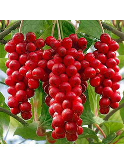 Лимонник китайский (Шизандра)