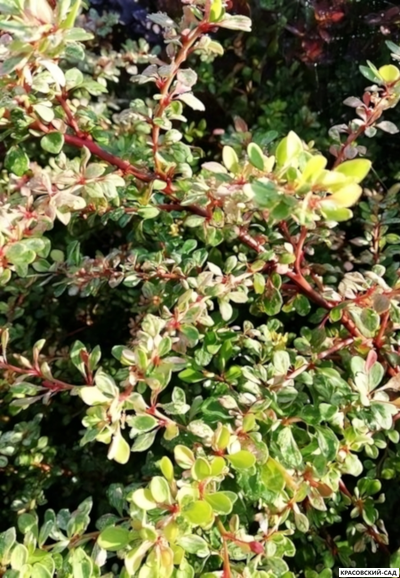 Барбарис Тунберга Natasza