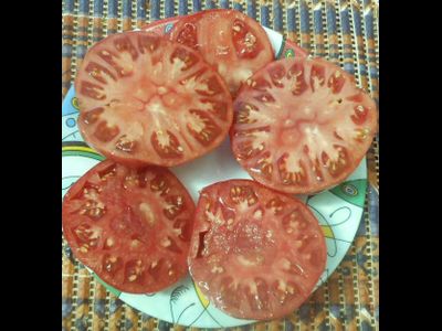 Томат Малиновый мишка