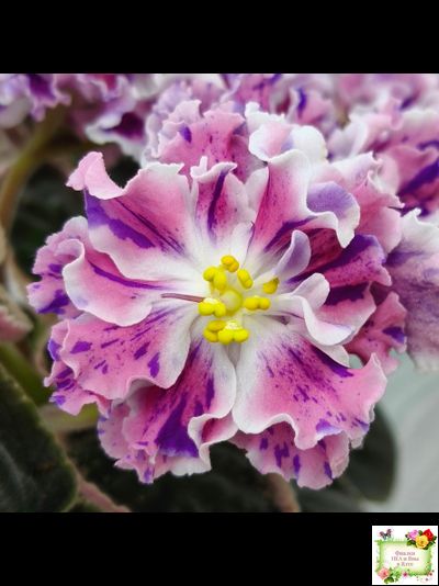 ТФ-Confetti (Т. Фурлетова) 2024 г. (лист с детками посажен 13.07.25)