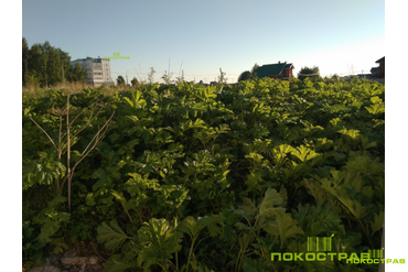 Борщевик на момент обработки.