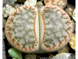 Lithops pseudotruncatella v. riehmerae (syn.edithiae) C097