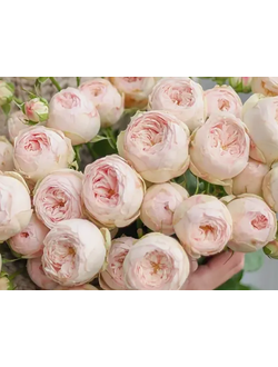 Мэнсфилд Парк (Mansfield Park)