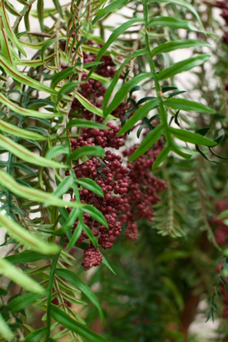 Перец розовый, перуанский (Schinus molle) 10 мл - 100% натуральное эфирное масло