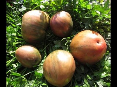 Томат Черное сердце Бреда (Brad’s Black Heart)