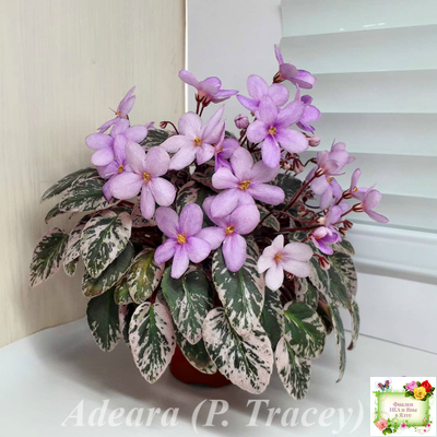 Adeara (P. Tracey) (3975) 06/02/1980 трейлер