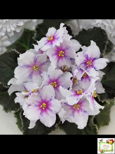 Dn-Love Time (Д. Денисенко) 2021 г.