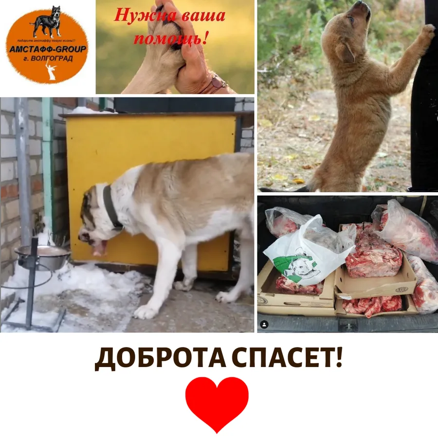 21.12 мы передали наши с вами подарки подопечным куратора Яны (приют АМСТАФФ-GROUP). За период с 06.11 по 21.12 сумма по благотворительным купонам составила 3755 руб. Всем, кто принимает участие в акции, большое спасибо!
