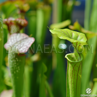 SARRACENIA MIX