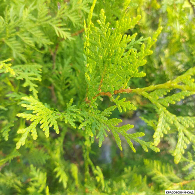 Туя Салланд - Salland