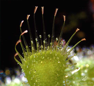 Drosera "Burmannii"