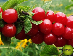 Вишня войлочная