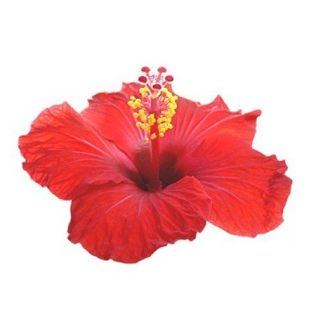 Гидролат Гибискус (каркадэ) Hibiscus (цветы) 100 мл