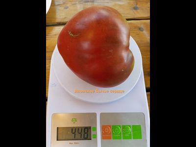 Томат Японское бычье сердце (Japanese Oxheart)