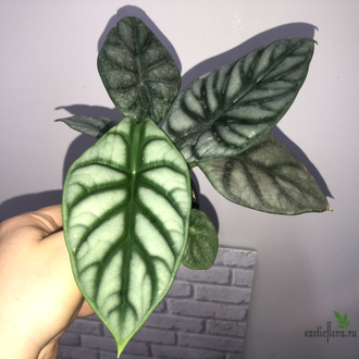 Алоказия Silver Gragon