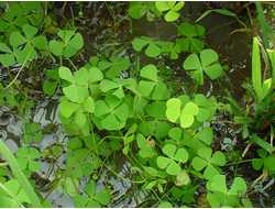 MARSILEA CRENATA/ МАРСИЛИЯ КРЕНАТА (меристемная)