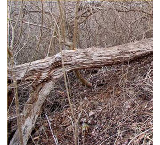 Пало Санто (Bursera graveolens) древесина 5 г - 100% натуральное эфирное масло