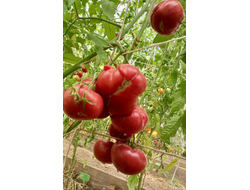 Томат Большой итальянский Миссис Максвелл (Mrs Maxwell’s Big Italian)