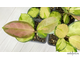 13/12/2024 hoya australis lisa