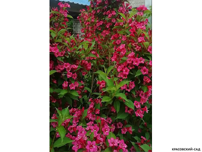 Вейгела цветущая Танго
