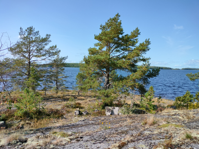 Пешая прогулка "Щельга: ледниковое прошлое Заонежья"