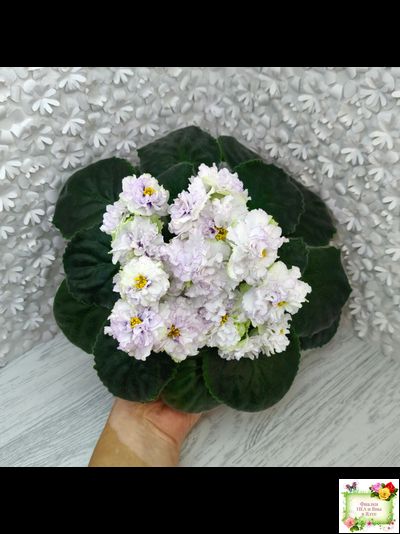 РМ-Прекрасный Жемчуг (Н. Скорнякова) 2022 г. (лист укоренённый)