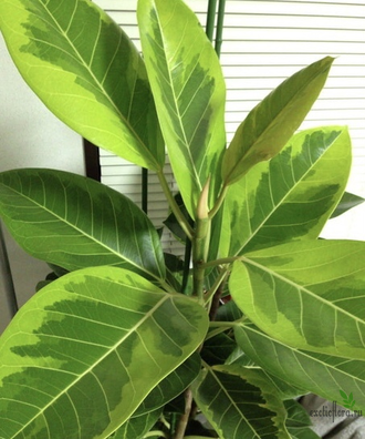 Ficus Altissima "Bengal Tiger" / фикус бенгальский тигр вариегатный