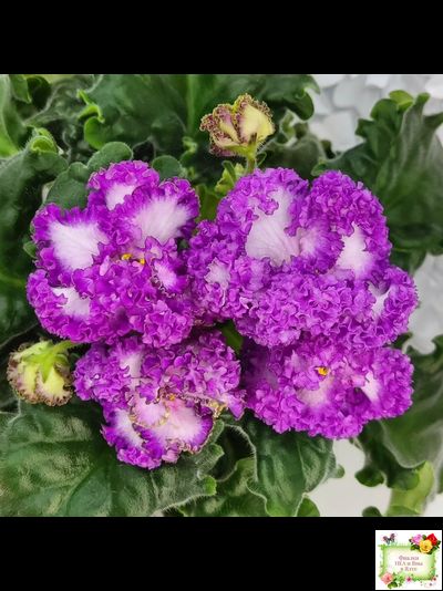 ПТ-Принцесса Ясмин (Т. Пугачева) 2019 г.