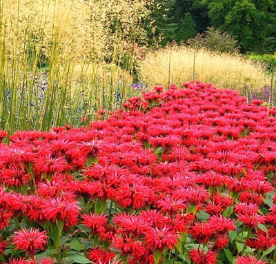 Монарда гибридная  Гадэнвью Скарлет